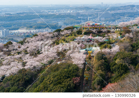 從須磨浦山上游樂園可以欣賞到神戶市的壯麗城市景觀和櫻花。神戶市 130990326