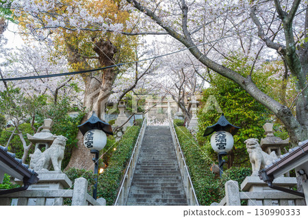北野天滿宮石牌坊和參道上盛開的櫻花。日本兵庫縣神戶 北野天滿宮石牌坊和參道上盛開的櫻花。日本兵庫縣神戶 130990333