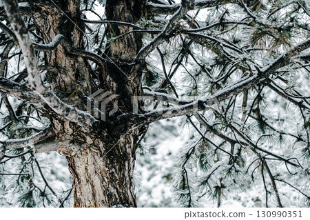 Winter park with snowy branches, fir trees 130990351