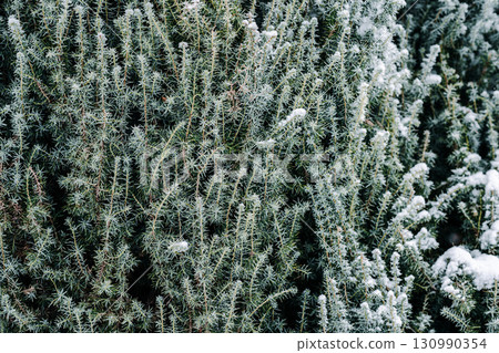 Park with snowy branches, fir trees. Winter background 130990354