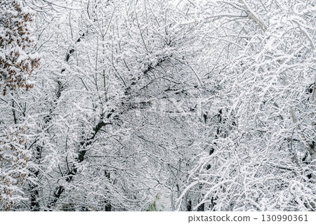 Winter park with snowy branches, fir trees Winter park with snowy branches, fir trees 130990361