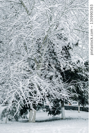 Winter park with snowy branches, fir trees Winter park with snowy branches, fir trees 130990363