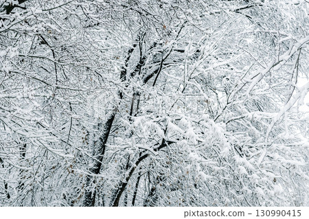 Winter park with snowy branches, fir trees 130990415