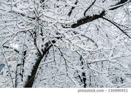Winter park with white snowy branches, fir trees Winter park with white snowy branches, fir trees 130990451