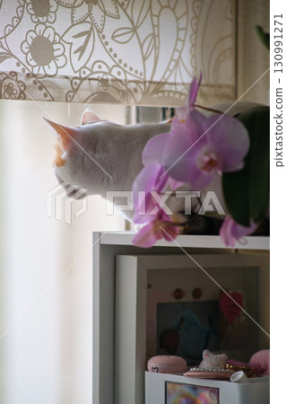 a white cat rests by the window a white cat rests by the window 130991271
