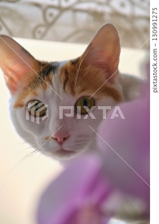 a white cat rests by the window a white cat rests by the window 130991275