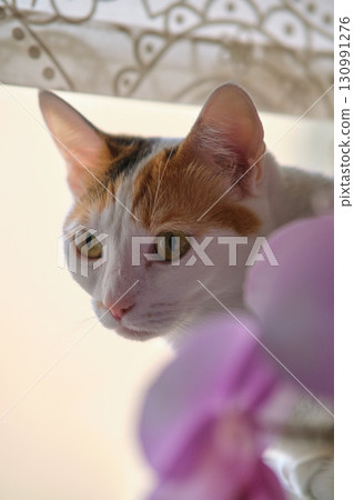 a white cat rests by the window 130991276