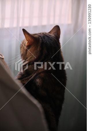 a spotted cat looking by the window a spotted cat looking by the window 130991280