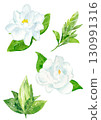 Watercolor hand-drawn illustration of gardenia flowers 130991316