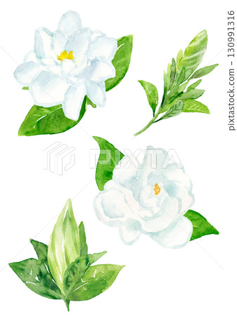 梔子花的水彩手繪插圖 130991316