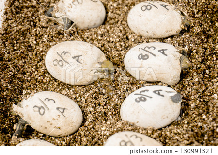 日本池龜開始孵化 130991321