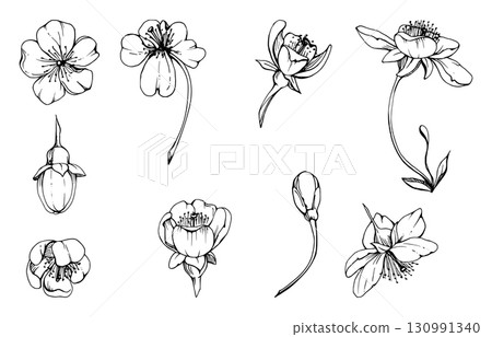 Early spring flowers on stems, white cherry sakura apple blossom bud, watercolor hand drawn, forest anemone primrose daisy. Single object set isolated illustration. Wedding, florist shop, scrapbooking 130991340