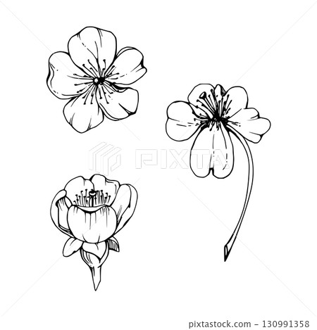 Early spring flowers, white cherry sakura apple blossom, hand drawn vector ink forest anemone primrose daisy ephemera. Single object isolated illustration for wedding, florist shop, scrapbooking. 130991358