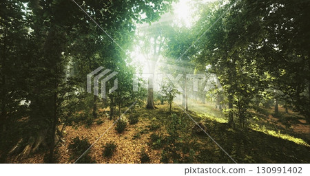 Morning sunlight breaks through the lush canopy, illuminating a serene forest filled with diverse trees and gentle undergrowth. The tranquil atmosphere invites exploration and reflection. 130991402