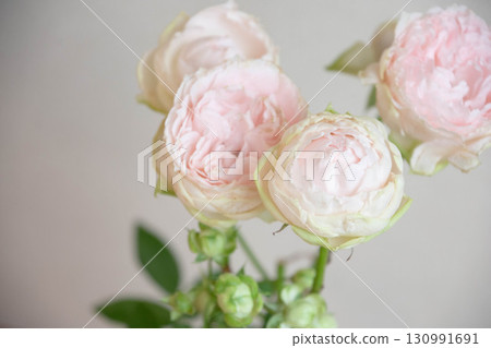 Baby Chameleon and Eclair 130991691