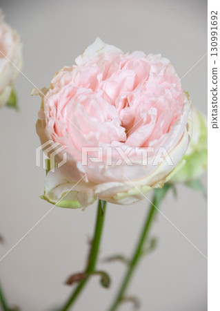 變色龍寶寶 變色龍寶寶 130991692