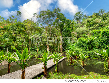 A beautiful tropical forest and palm trees 130991722