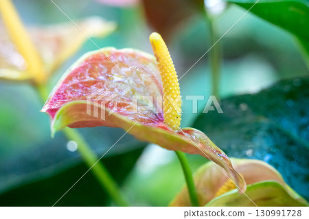 anthurium flamingo flower アンスリウ 130991728