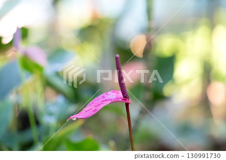 火鶴花 花燭屬植物 植物 特寫 微距 anthurium flamingo flower アンスリウ 130991730