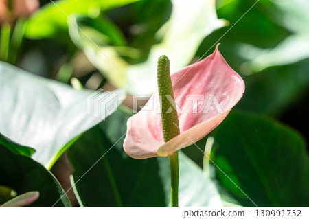 火鶴花 花燭屬植物 植物 特寫 微距 anthurium flamingo flower アンスリウ 130991732