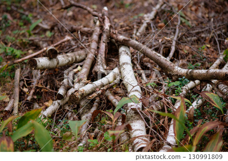 Natural branches in various sizes are scattered on the ground, mixed with vibrant green plants. Sunlight filters through the leaves, creating a peaceful atmosphere 130991809