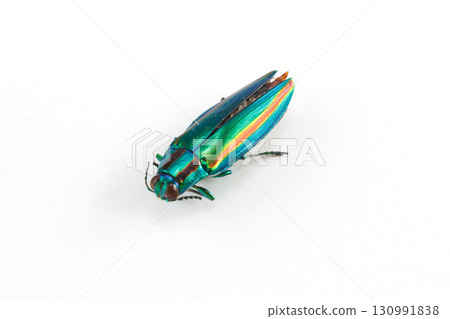 日本寶石甲蟲的屍體 日本寶石甲蟲的屍體 130991838