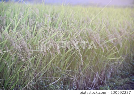 Rice ears close to harvest and each grain of ripe rice 130992227