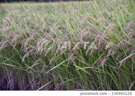A close-up of golden rice ears in the autumn harvest 130992228