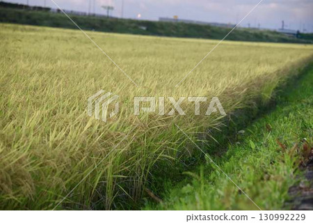 Golden rice fields spread out under a clear sky 130992229