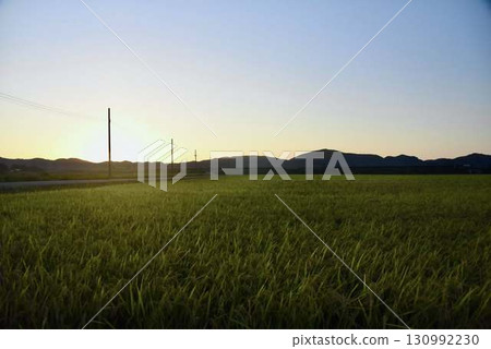 A farm road running alongside rice fields and a wide rural landscape 130992230