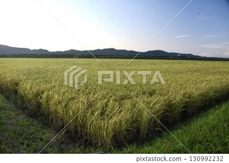 An autumn landscape of mountain ranges and expansive golden rice fields 130992232