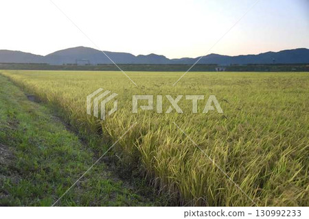 A landscape of rice fields and harvest with the mountains in the background A landscape of rice fields and harvest with the mountains in the background 130992233