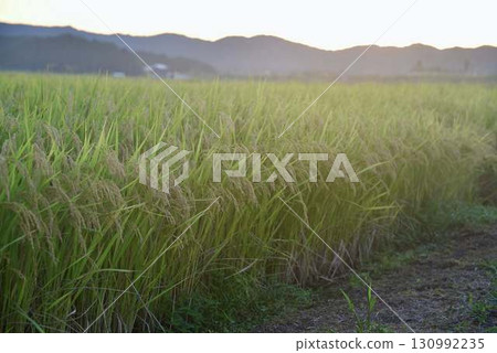 Autumn rice fields with golden rice ears swaying all over 130992235