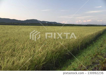 Golden rice fields and abundant nature under the blue sky 130992236