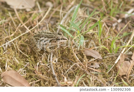 水邊的青蛙 130992306