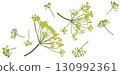 Falling dill flowers and stalks isolated on white background with clipping path, full depth of field 130992361