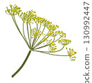 Falling dill flower and stalk isolated on white background with clipping path, full depth of field 130992447