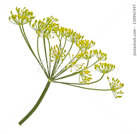 Falling dill flower and stalk isolated on white background with clipping path, full depth of field 130992447