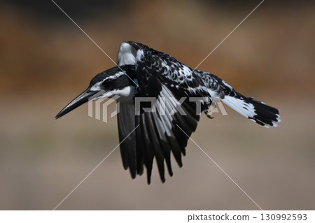 Pied kingfisher with catchlight flies lowering wings Pied kingfisher with catchlight flies lowering wings 130992593