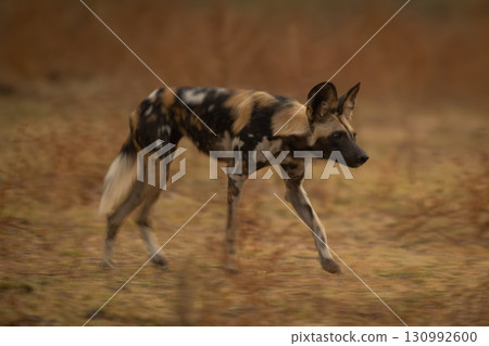 Slow pan of African wild dog running 130992600