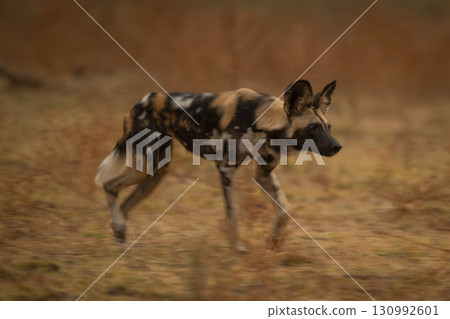Slow pan of African wild dog trotting 130992601