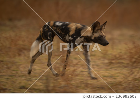Slow pan of trotting African wild dog 130992602