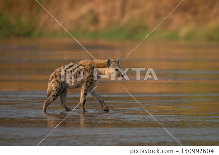 Spotted hyena crosses shallow river with catchlight 130992604