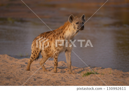 Spotted hyena stands on riverbank lifting head 130992611