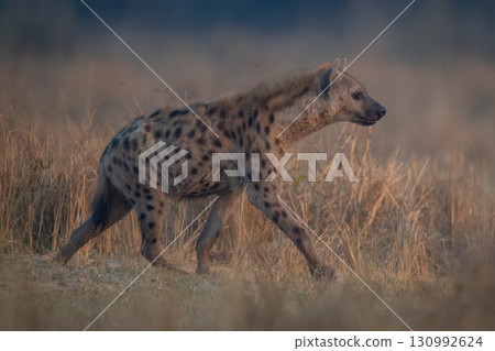 Spotted hyena with catchlight crosses grassy clearing Spotted hyena with catchlight crosses grassy clearing 130992624