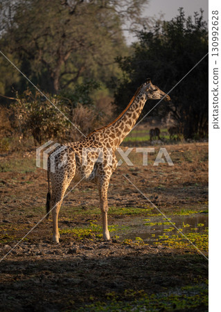 Thornicroft giraffe stands by waterhole in profile Thornicroft giraffe stands by waterhole in profile 130992628