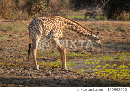 Thornicroft giraffe stands dribbling water from mouth Thornicroft giraffe stands dribbling water from mouth 130992630