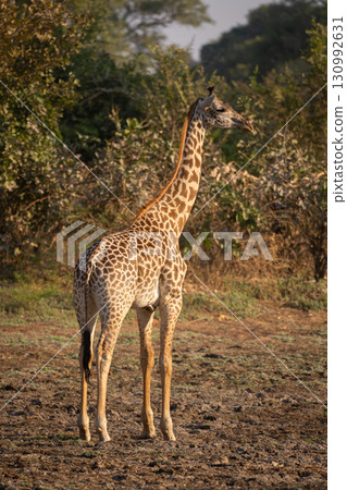Thornicroft giraffe stands near bushes turning head 130992631