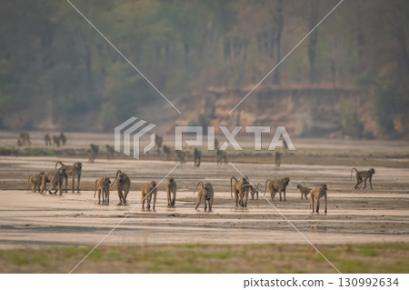 Troop of yellow baboons walk across mudflats 130992634