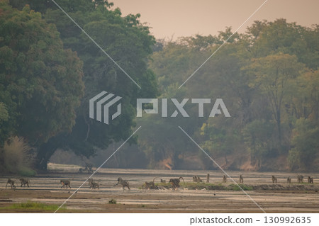 Troop of yellow baboons walk across river 130992635